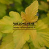PHYSOCARPUS opulifolius 'Dart's Gold' en Septembre