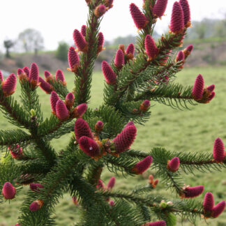 PICEA abies 'Acrocona' en Avril