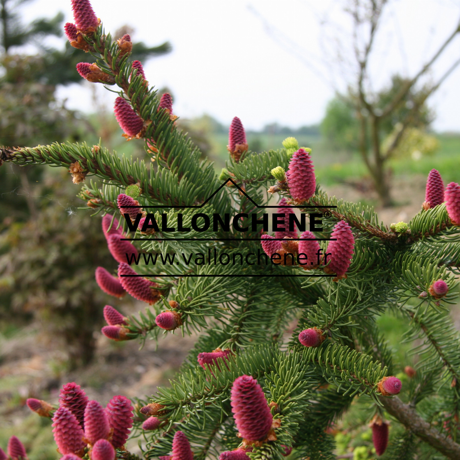 PICEA abies 'Acrocona' en Avril