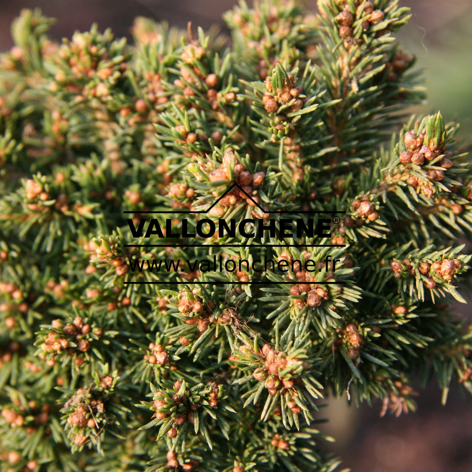 PICEA abies ‘Dumpy’