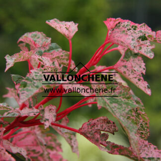 feuillage de l'ACER conspicuum 'Red Flamingo' en Septembre