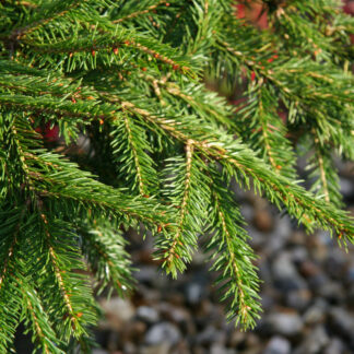 PICEA abies 'Formanek' en Octobre