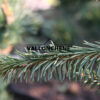 PICEA abies ‚Gold Drift‘ en Avril