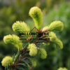 PICEA abies ‚Gold Drift‘ en Mai