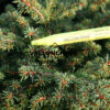 PICEA abies 'Little Gem' en Octobre