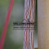 Écorce veinée de blanc de l’ACER conspicuum ‘Red Flamingo’ en mars Écorce veinée de blanc de l'ACER conspicuum 'Red Flamingo' en mars