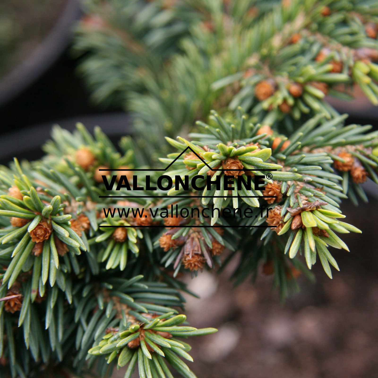 PICEA abies ‘Luz’
