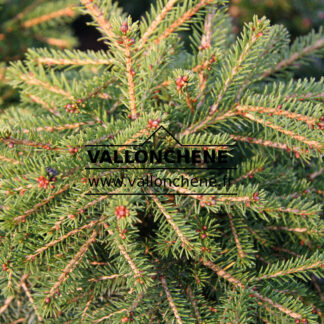 PICEA abies 'R.E.L. Dwarf' en Octobre