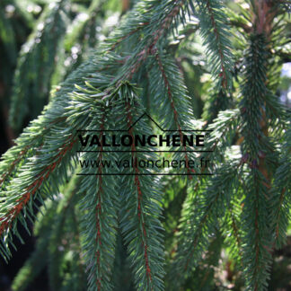 PICEA abies 'Rothenhaus'