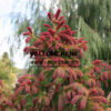 PICEA abies ‚Rydal‘ en Avril