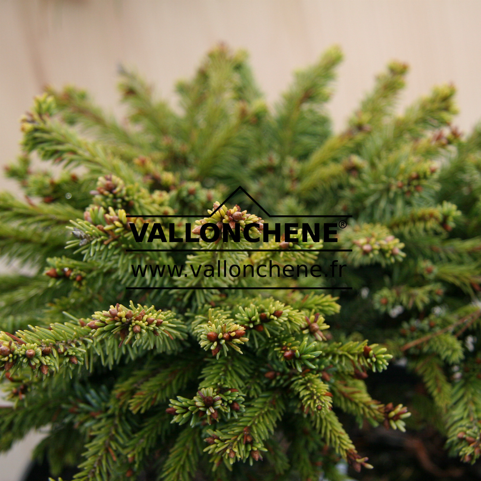 PICEA abies ‘Sonnenberg’
