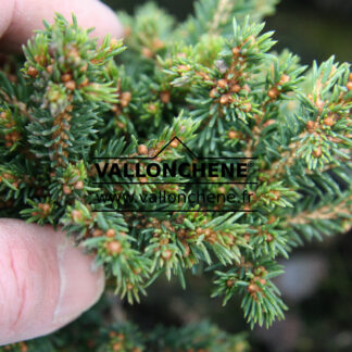 PICEA abies 'Van Bemmel's Dwarf'