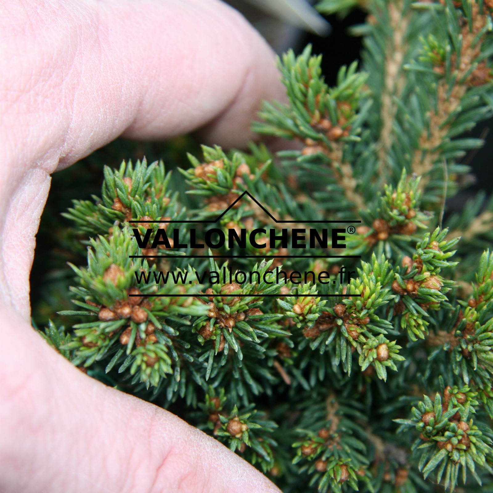 PICEA abies ‘Van Bemmel’s Dwarf’ en Janvier