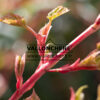 Jeunes pousse de l’ACER conspicuum ‘Red Flamingo’ en Mars Jeunes pousse de l'ACER conspicuum 'Red Flamingo' en Mars