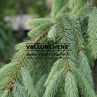 PICEA engelmannii 'Lace' en Juin