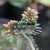 PICEA glauca ‘Julian Pott’s Monstrosa’ en Avril