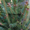 PICEA glauca ‘Julian Pott’s Monstrosa’ en Novembre