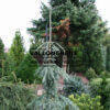 PICEA glauca ‘Pendula’ en Octobre