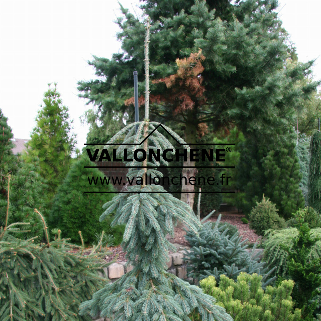 PICEA glauca 'Pendula'