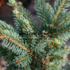 PICEA glauca ‘Sleeping Giant’ W.B. en Octobre