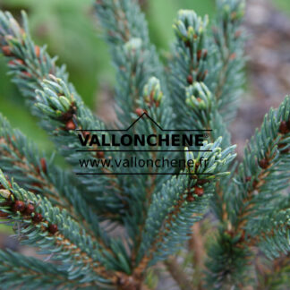 PICEA likiangensis var. balfouriana 'Mittenwald' H.B. en Octobre