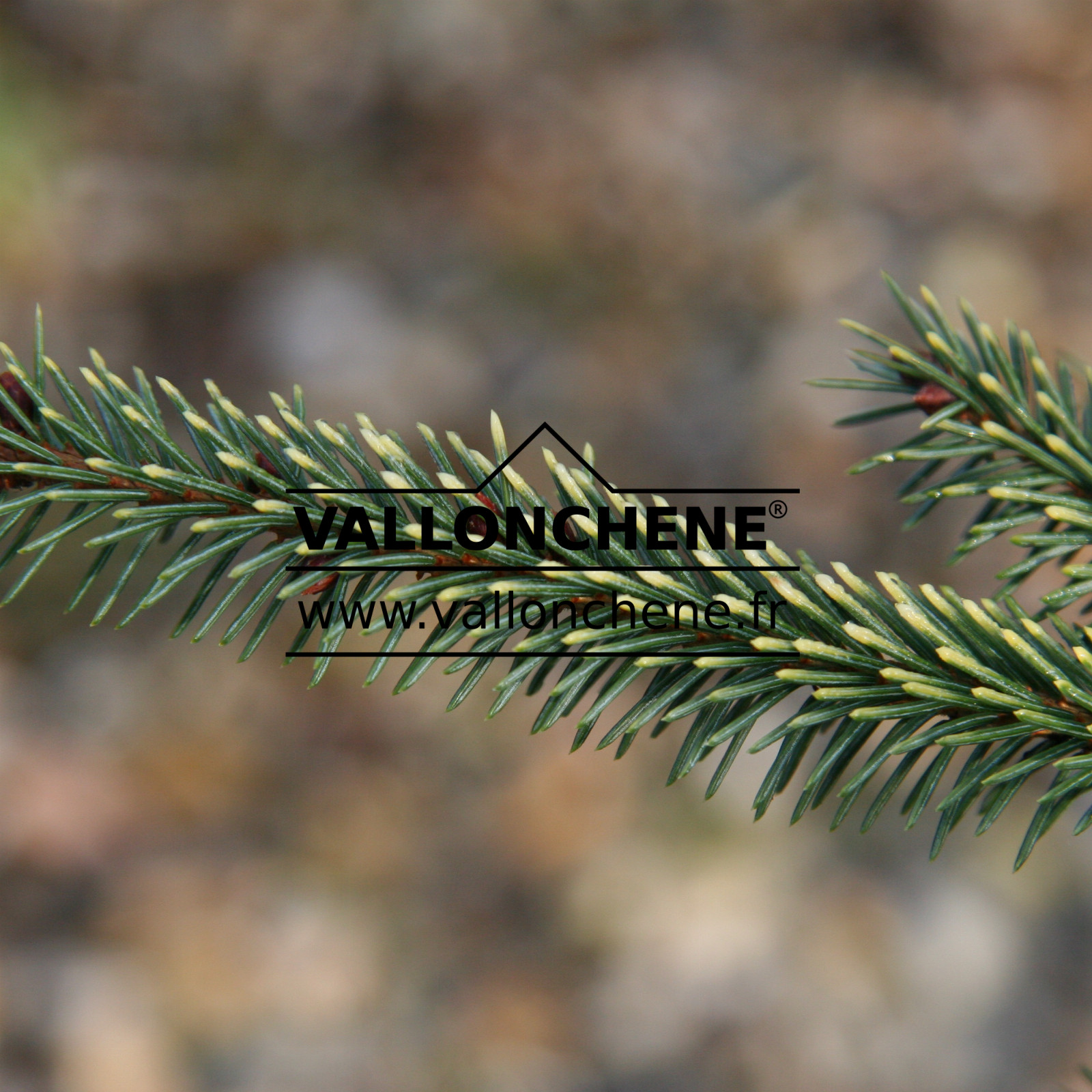 PICEA mariana ‚Aureomarginata‘ en Octobre