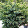 PICEA omorika ‚Pimoko‘ en Avril