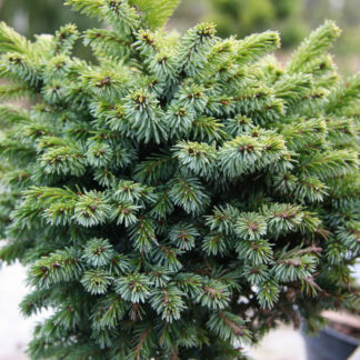 PICEA omorika 'Pimoko'