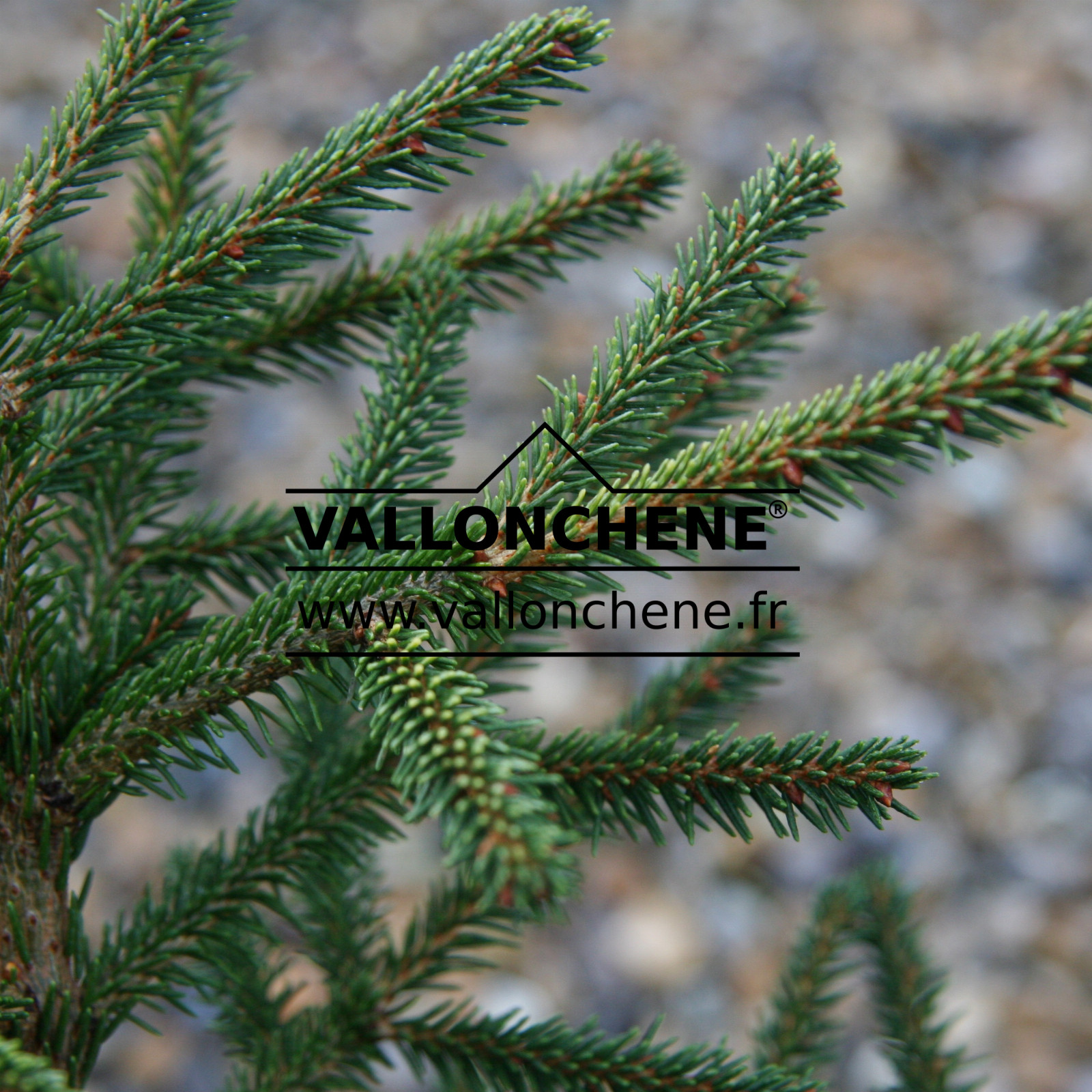 PICEA omorika ‘Vallongreen’ en Octobre
