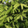 PICEA orientalis 'Aureospicata' en Juin