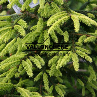 PICEA orientalis 'Aureospicata' en Juin