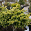 PICEA orientalis 'Juwel' in April