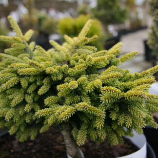 PICEA orientalis 'Juwel' en Avril