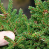 PICEA orientalis 'Juwel' in November