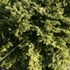 PICEA orientalis 'Juwel' in October