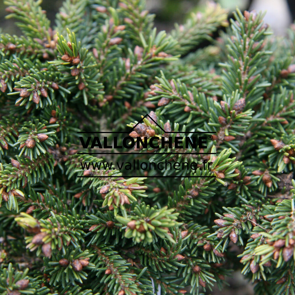 PICEA orientalis 'Mt. Vernon' - épicéa d'Orient
