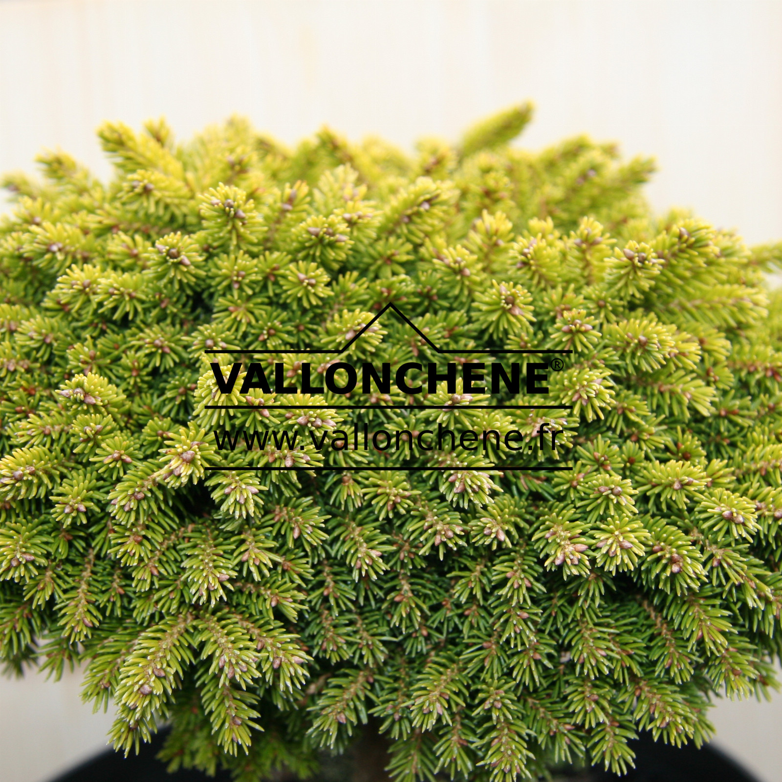PICEA orientalis ‘Prof. Langner’