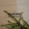 PICEA orientalis ‘Sulphur Flush’ en Décembre