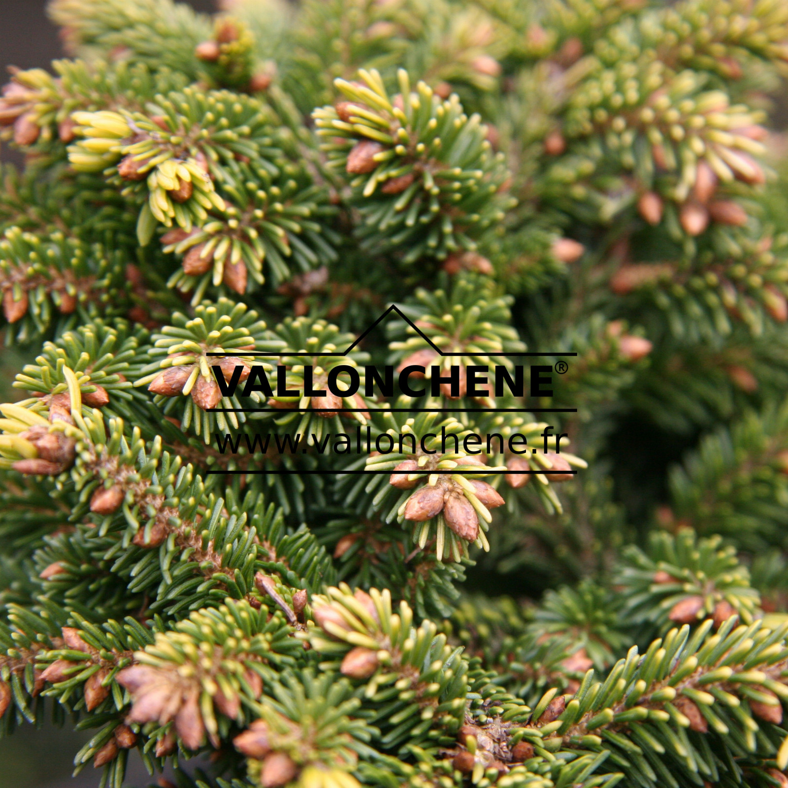 PICEA orientalis 'Tom Thumb Gold' en Mars