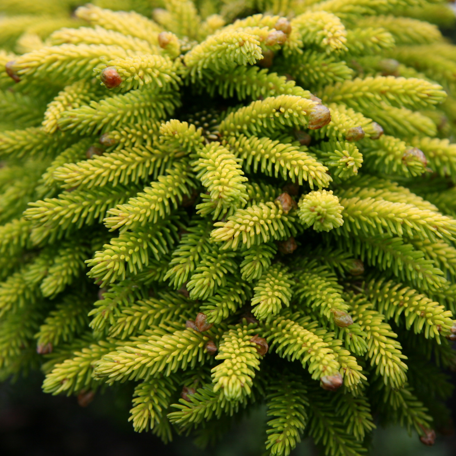 PICEA orientalis ‘Tom Thumb Gold’ en Juillet