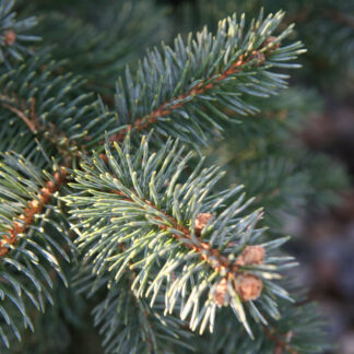 PICEA pungens 'Baby Blue Eyes' en Novembre