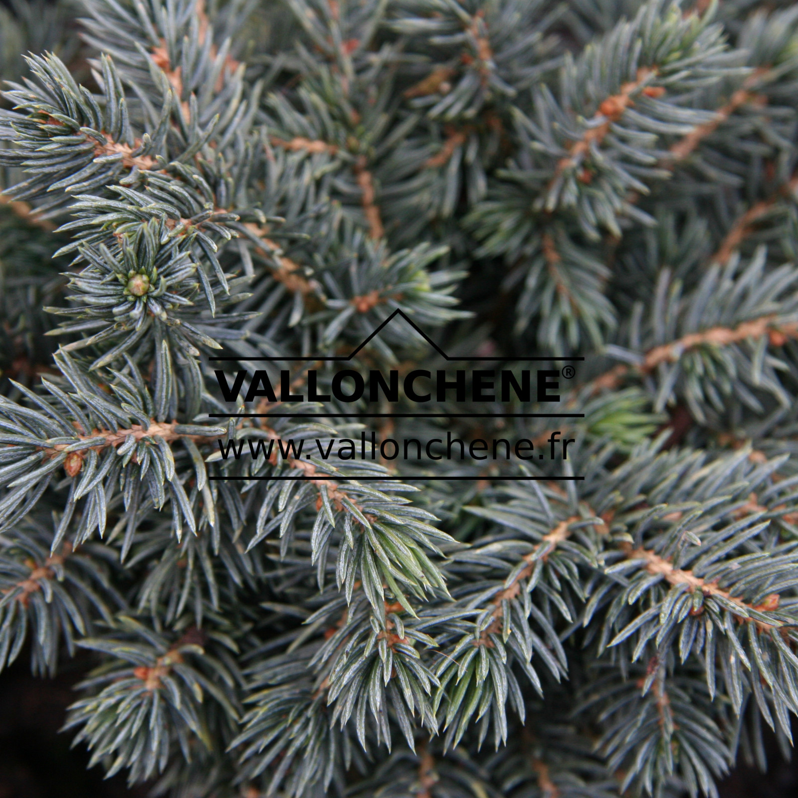 PICEA pungens ‘Frieda’