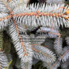 PICEA pungens ‘Frühlingsgold’ en Août