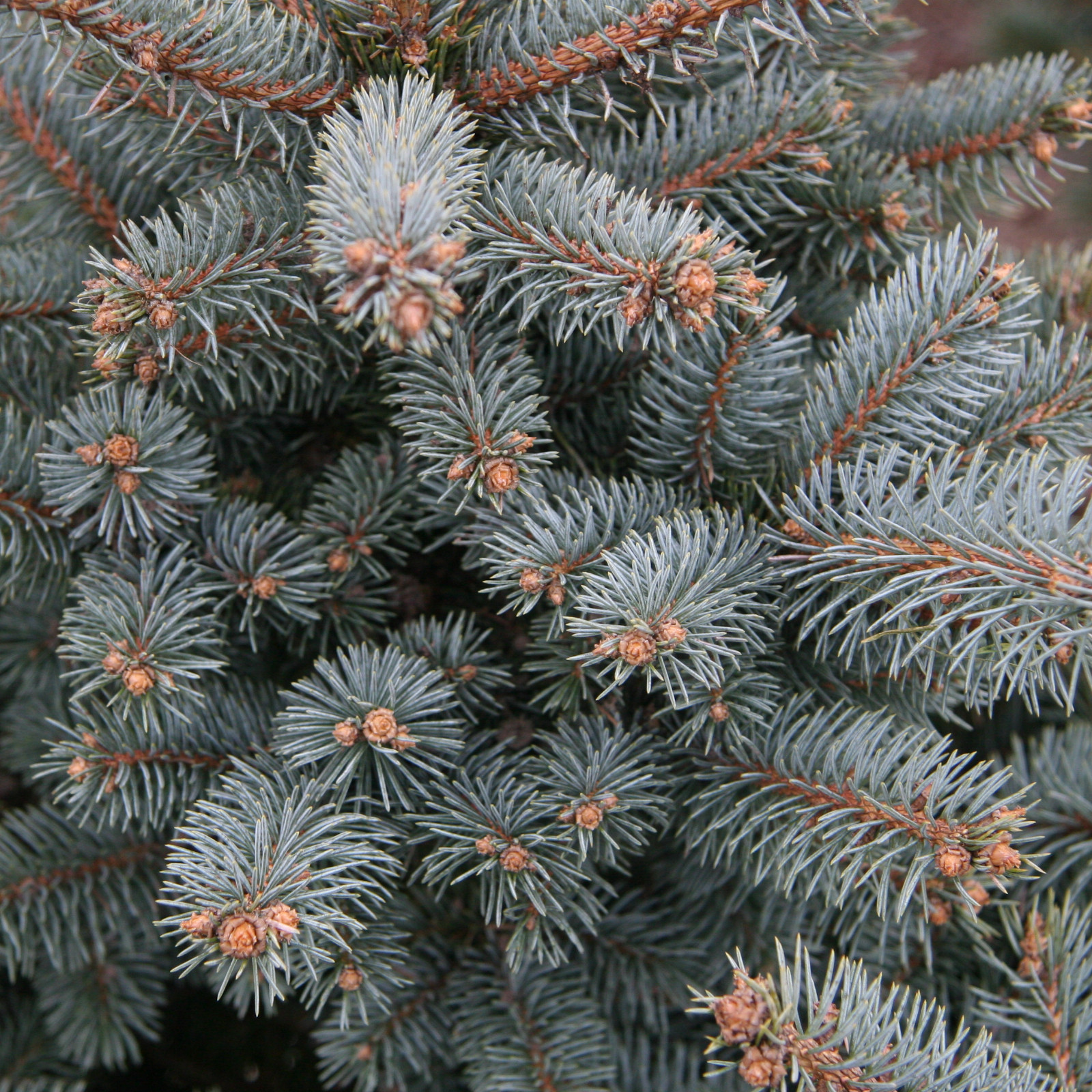 PICEA pungens 'Glauca Globosa' en Mars