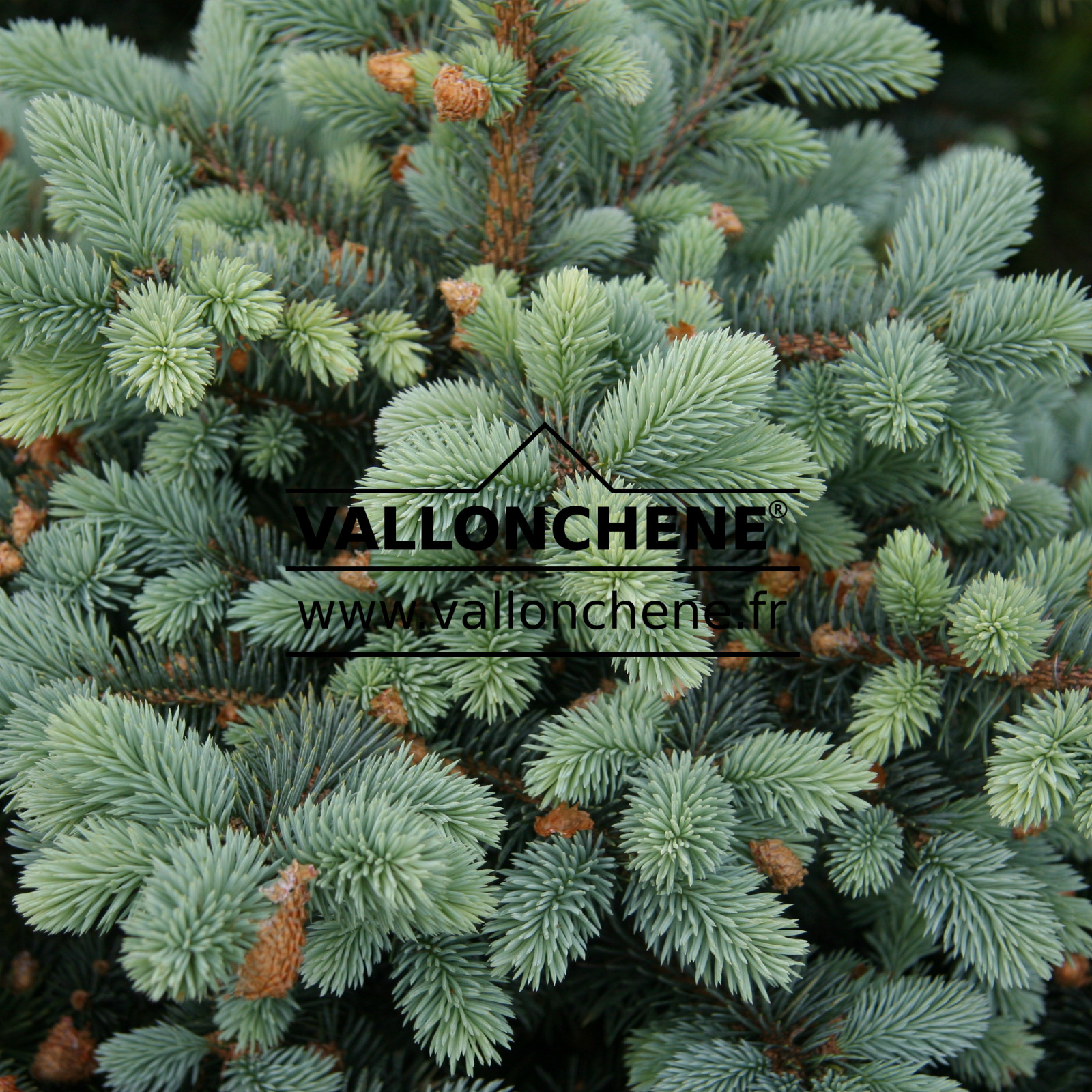 PICEA pungens 'Glauca Globosa' en Juin