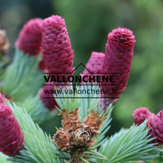 PICEA pungens 'Hermann Naue' en Avril