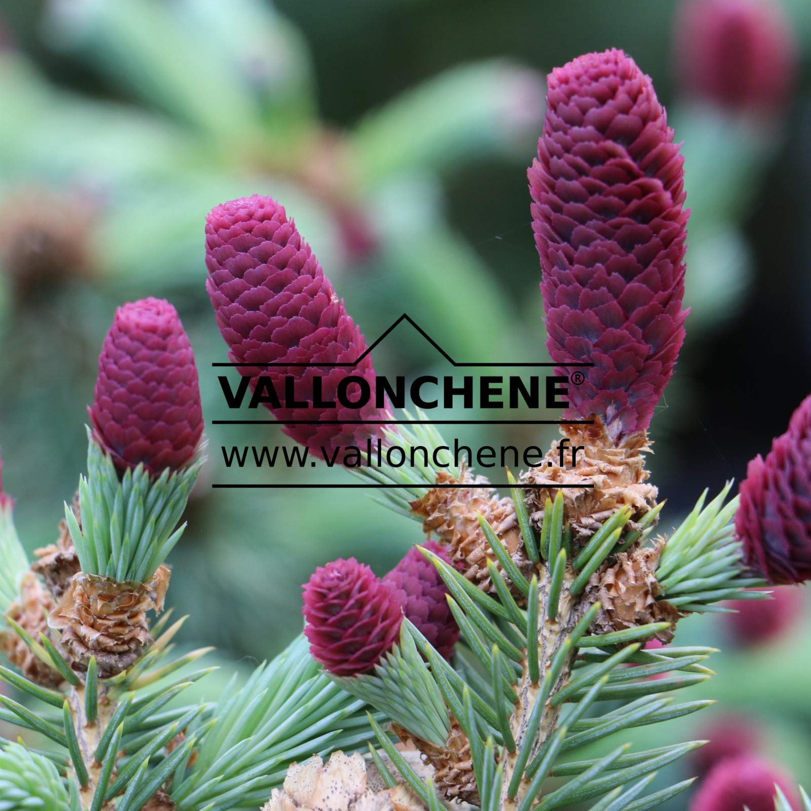 PICEA pungens ‘Hermann Naue’ en Avril