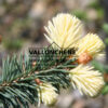 PICEA pungens ‚Niemetz‘ en Mai