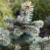 PICEA pungens ‚Niemetz‘ en Mars