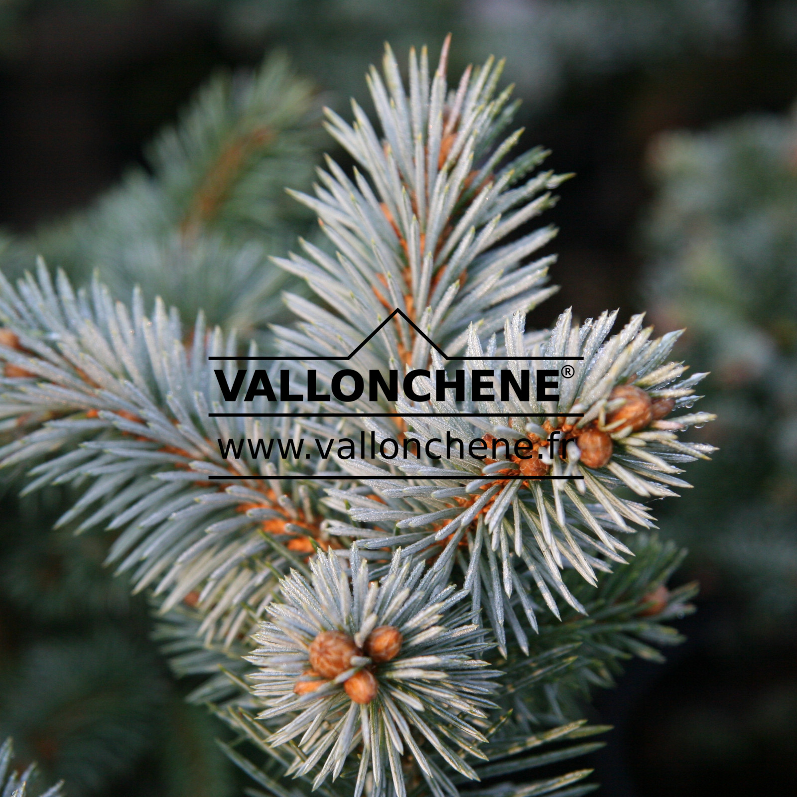 PICEA pungens ‘St. Mary’s Broom’ en Octobre